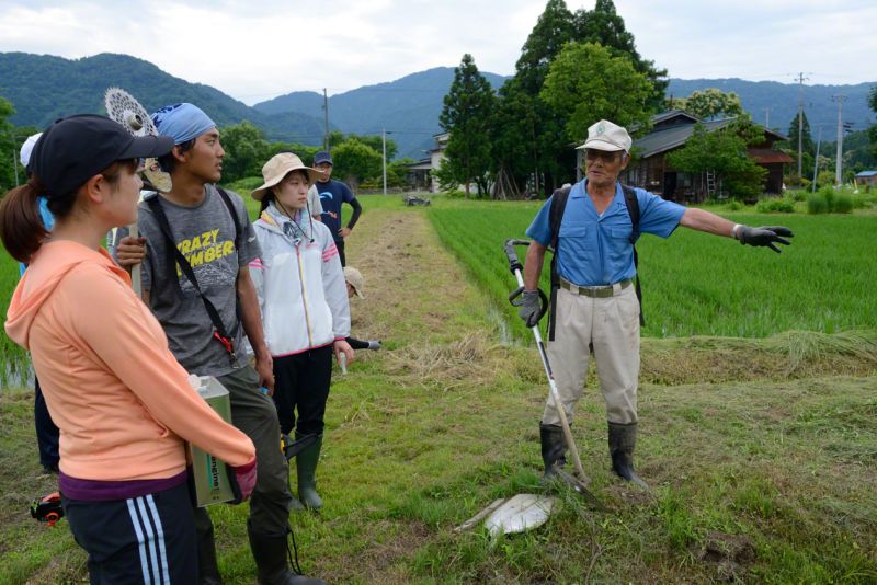 nông dân dạy cho người trẻ trồng lúa nông dân dạy cho người trẻ trồng lúa
